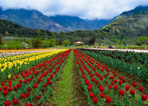 Kashmir 3 Nights 4 Days Tour Package