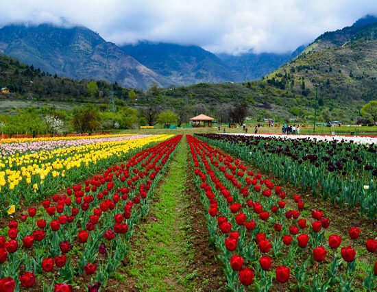 Kashmir 3 Nights 4 Days Tour Package